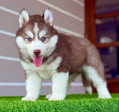 sabarian husky dog for sale 2 month age Whatsapp no 03490036896