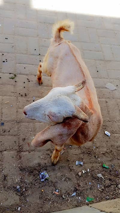 5 month ka bakra andu