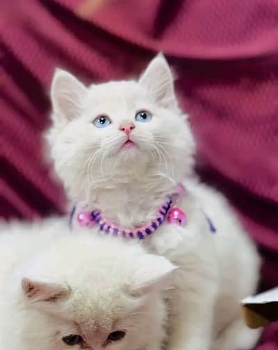 Persian Cats & Kittens 3 kot Healthy & Playfully O348 O16ƷO6Ʒ waʘ⁠‿⁠ʘ