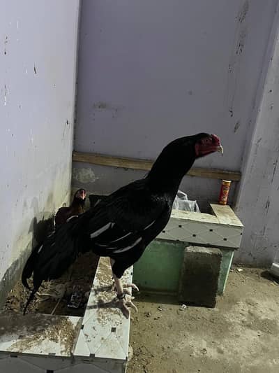 aseel murge 2 female 1 male 1 female 4 chick ka sat ha ar 1 female egg