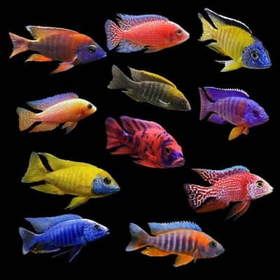 Mix Malavi Cichlids