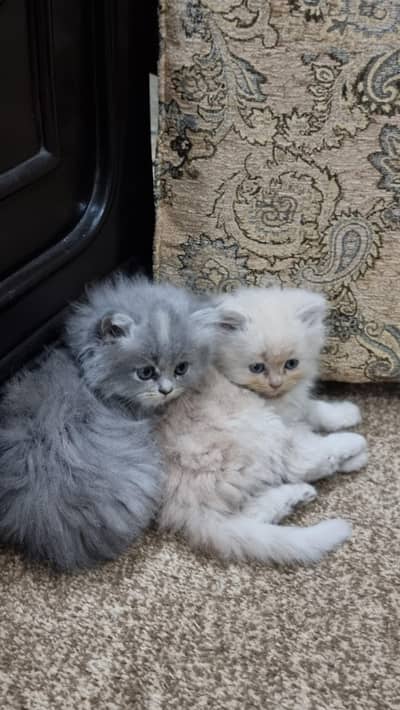 Persian kittens for sale 13k each male female
