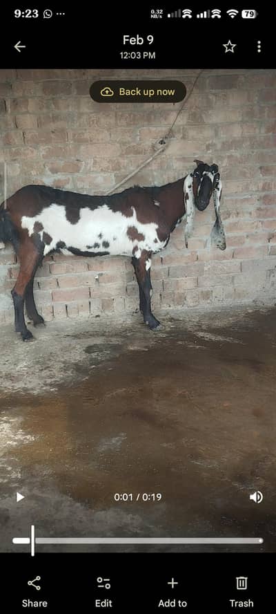 Pure Nagra nasal 2 bkriyan