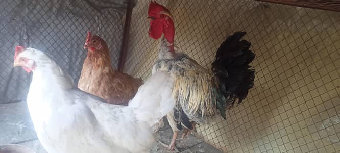 hens sale. . 03345002512