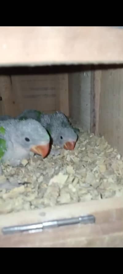 Raw parrot chicks