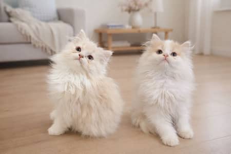 Persian kitten pair