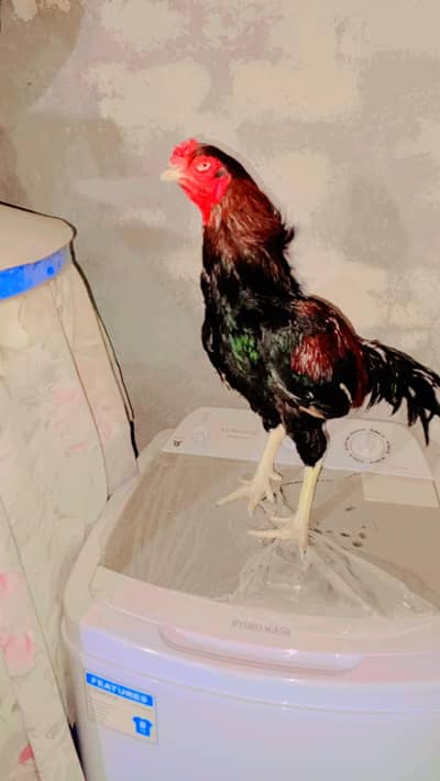 amroha Cross Aseel choras nali boht khoobsurat bird ha