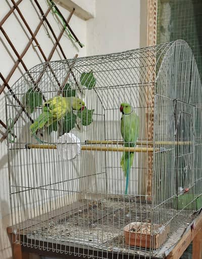 INDIAN RINGNECK PARROTS