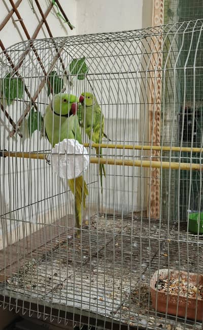 INDIAN RINGNECK PARROTS with CAGE