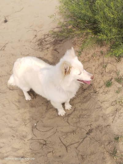 pink nose Russian female for sale