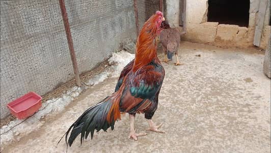 100 parcent aseel old blood line