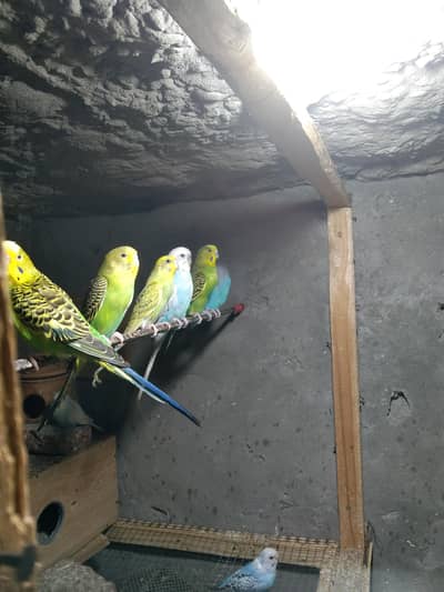 بریڈر / پٹھے / چیکس