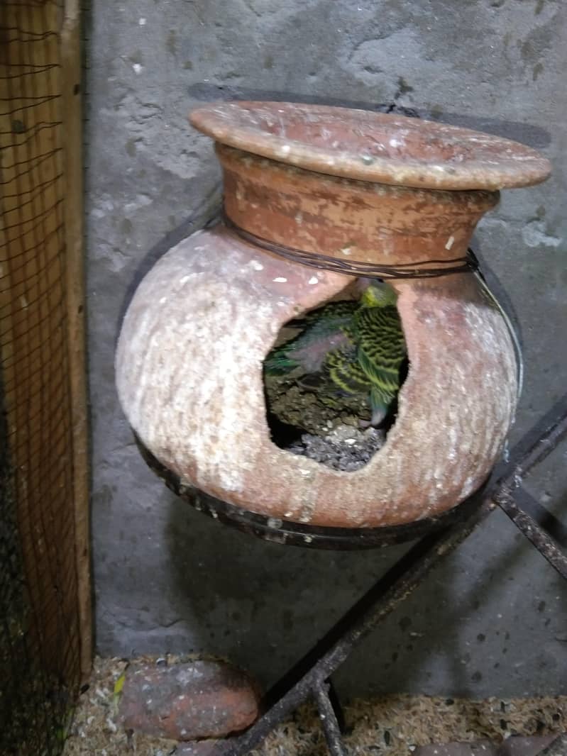 بریڈر / پٹھے / چیکس 1