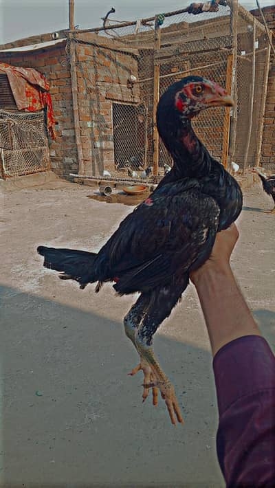 pure penus chiks black and red eyes