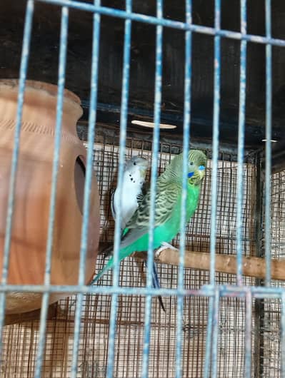 Black Face Male  Hogo Double Flower Female