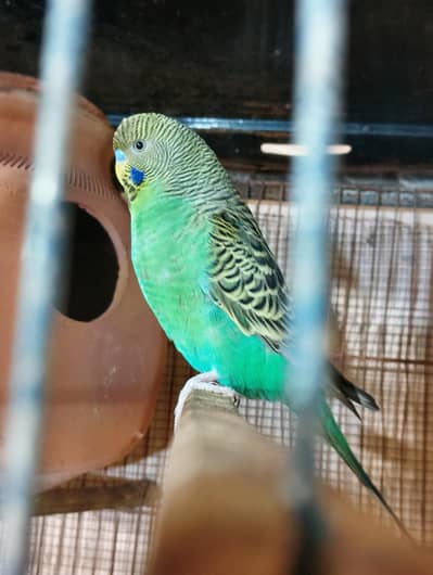 Black Face Male  Hogo Double Flower Female