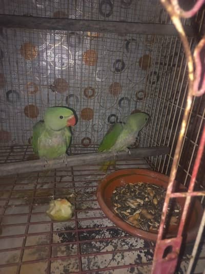 03200048950 call for full information