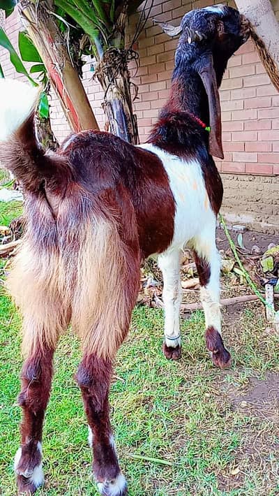 1 Bakra 2 danth& 1Qurbani ka Dumba for sale