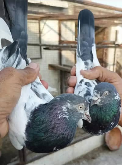 Taddy pair number 03017204314