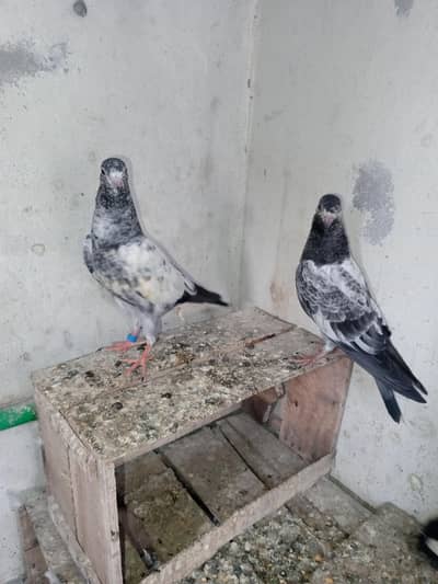 chudry teddy aur ferozpuri cross per k bachy