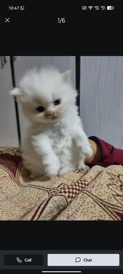 Persian punch face triple coated kittens for sale