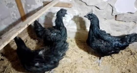Ayam cemani