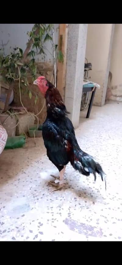 Aseel lakha mushka for sale khubsurat healthy and active