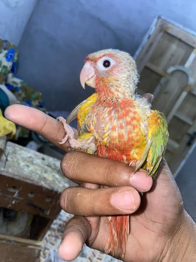 Fallow hogoromo and redfactor conure