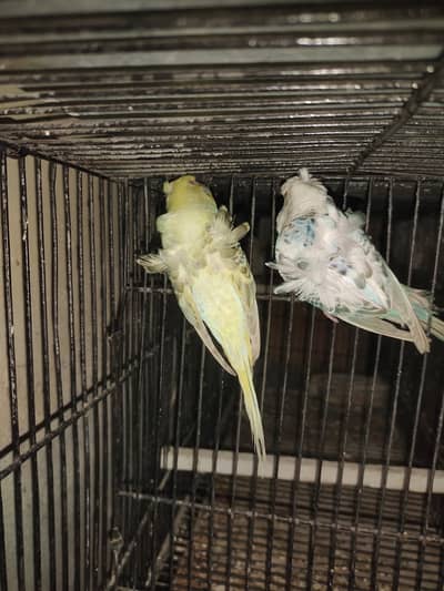 Fallow hogoromo and redfactor conure