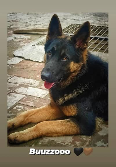 Male Ready For Studd