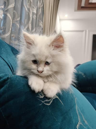 male kitten my WhatsApp :03298892949