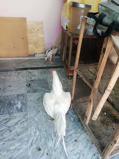 Heera breader for sale also Heera chicks available  white nok nali
