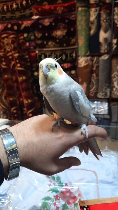 cocktail tame 0 bite talking parrot