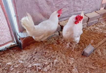 4 Healthy layer Murghay For Sale – Strong Desi Roosters Desi Murga
