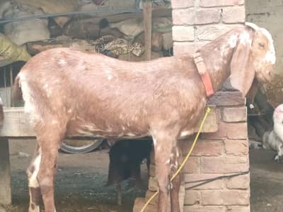 Two female tyr ha sona  wali ha