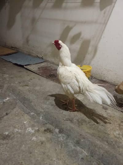 Aseell 1 Murga 2 Murgiyan