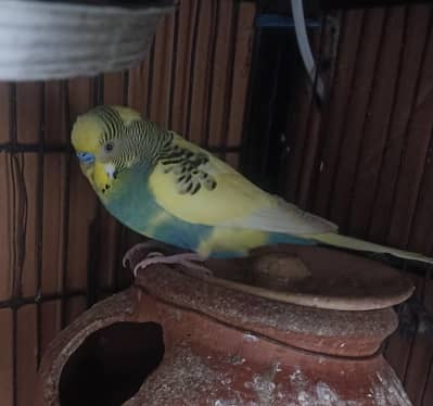 australian birds for sell