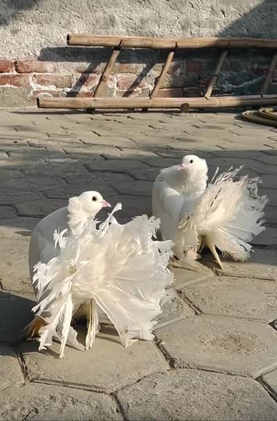 lucky kabuter breader pair