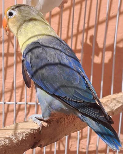 2 Beautiful pairs [Violet Parblue & Albino Red Eyes]. 03116130712