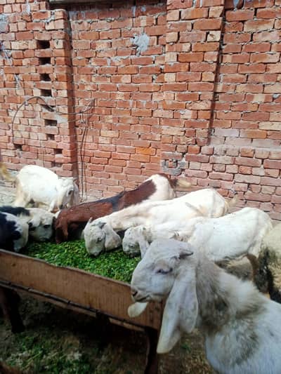 bakrhy 10 ha price ha 55000 mondrhy 10 ha price 40000 ha T20 ha for sa