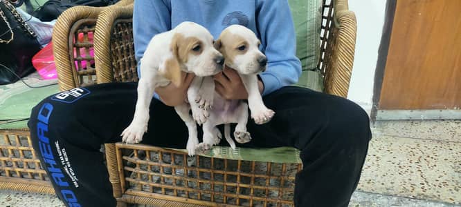 English Pointer pups in Lahore