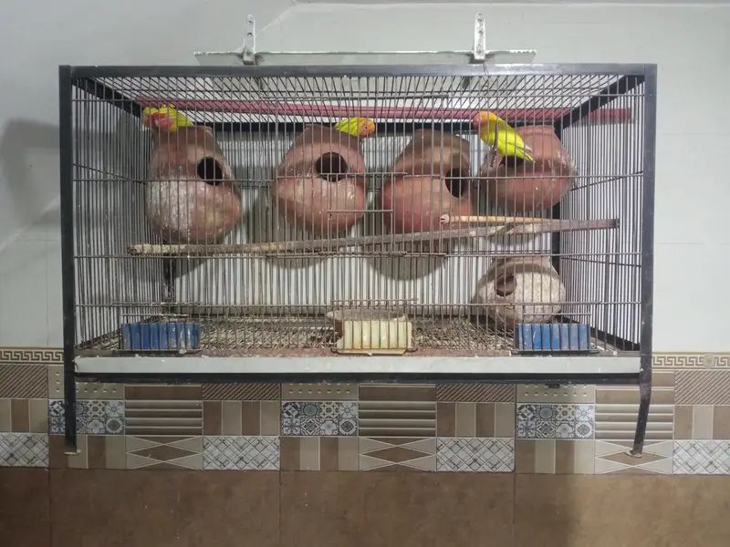 only cage for sale