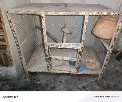 fawn Java with cooden cage