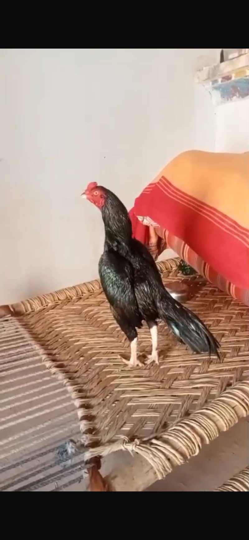 High quality bread 0