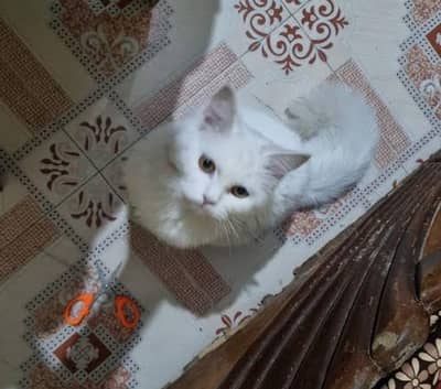 6 month age single core Persian healthy cat urgent sale