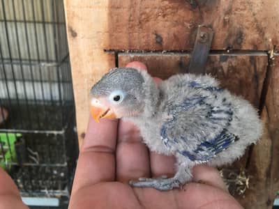 Opaline | Albino | Dilute | Fischeri | pale fallow love birds chicks