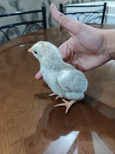 F1 breed original blood line،Ayam samani,he , chicks only, 03258988999