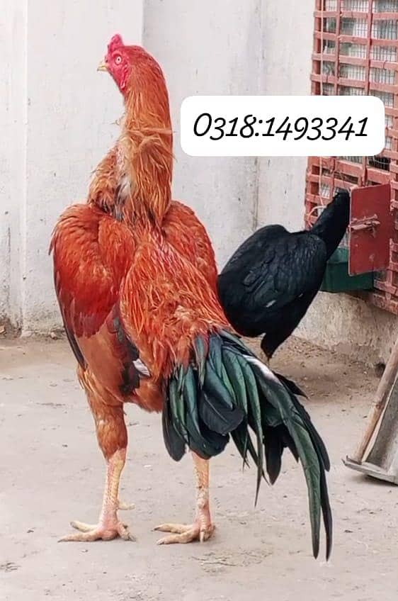 ترکش ہنٹ پٹھا 0