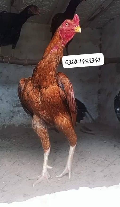 ترکش ہنٹ پٹھا 2