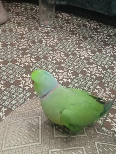 serious buyer for rabta